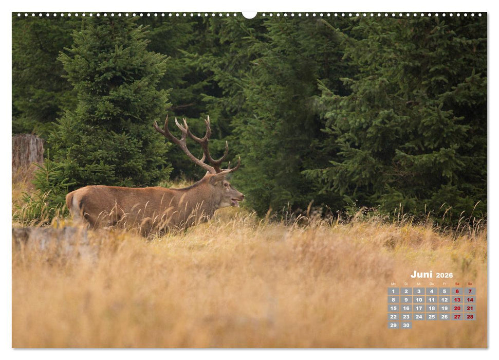 Krafttier Hirsch (CALVENDO Premium Wandkalender 2026)