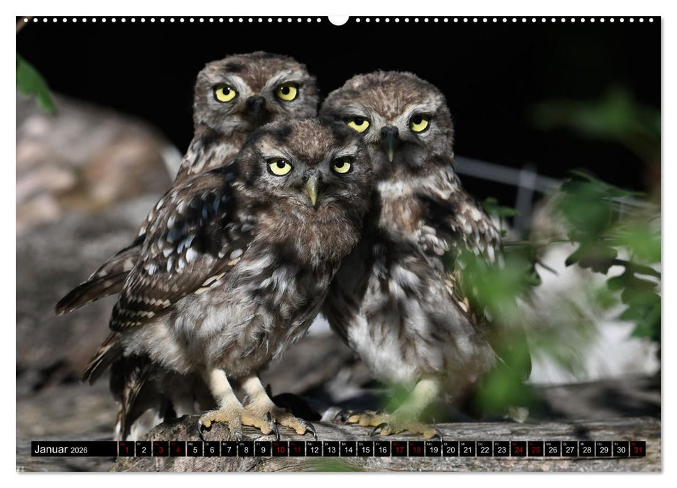 Faszination Steinkauz (CALVENDO Premium Wandkalender 2026)