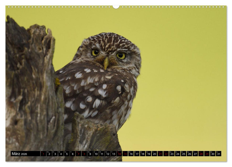 Faszination Steinkauz (CALVENDO Premium Wandkalender 2026)
