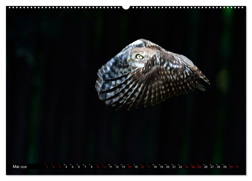 Faszination Steinkauz (CALVENDO Premium Wandkalender 2026)