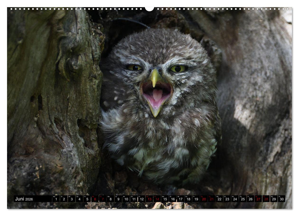 Faszination Steinkauz (CALVENDO Premium Wandkalender 2026)