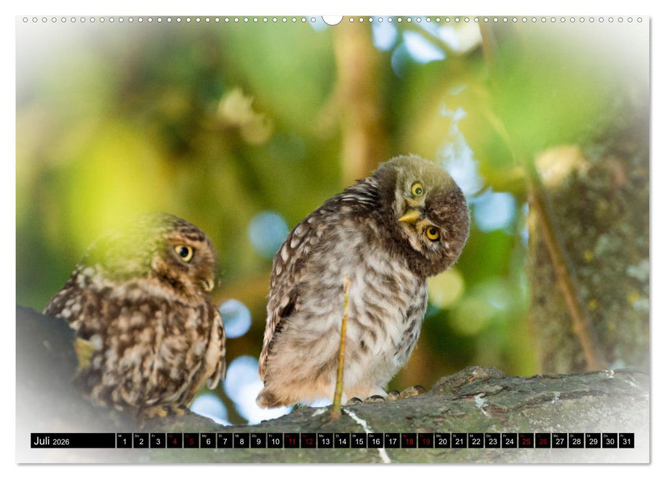 Faszination Steinkauz (CALVENDO Premium Wandkalender 2026)