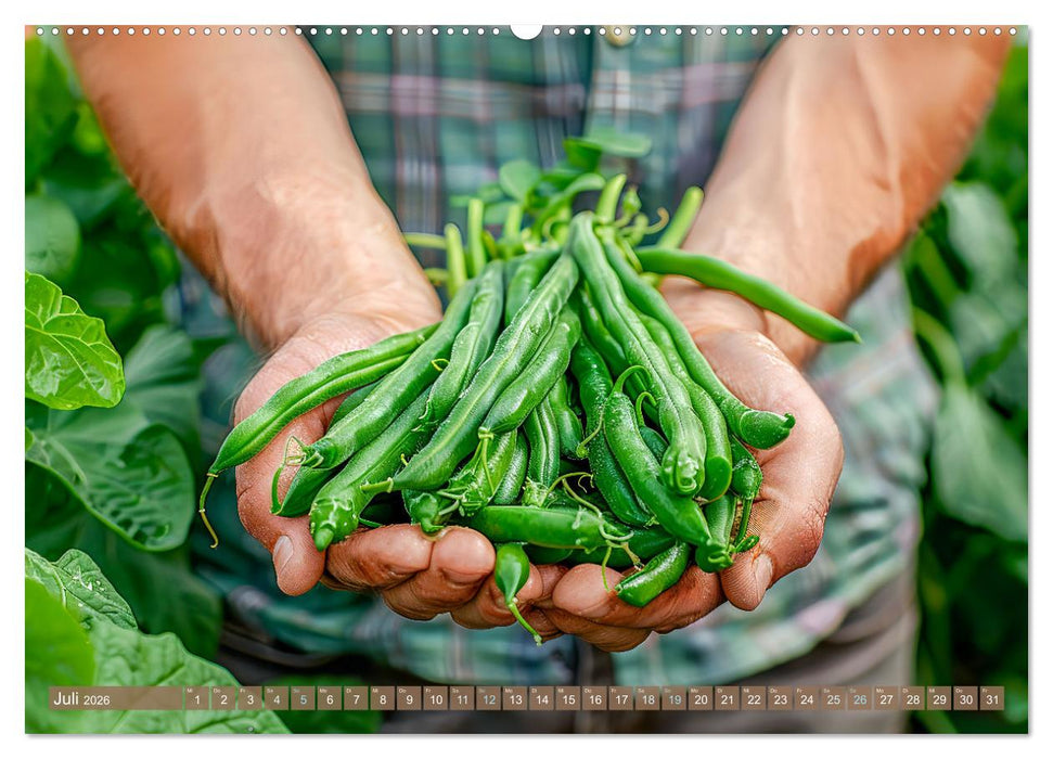 Mein Gemüsegarten - Ein Jahr knackig frisches Gemüse (CALVENDO Premium Wandkalender 2026)