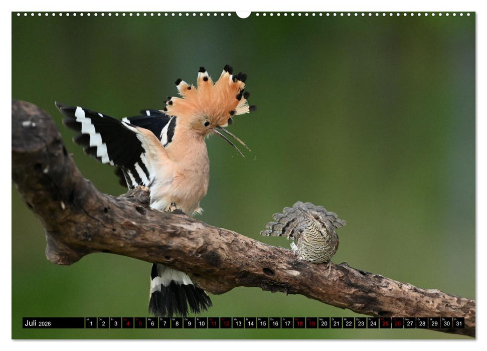 Vögel, Gefiederte Schönheiten (CALVENDO Premium Wandkalender 2026)