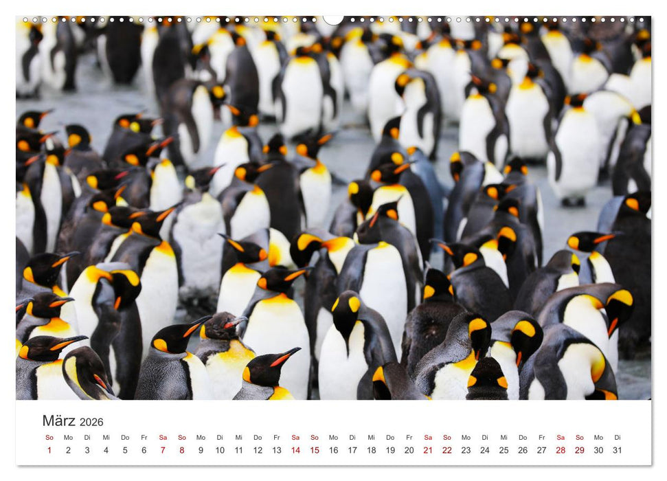 Antarktis - Die größte Eiswüste der Welt. (CALVENDO Premium Wandkalender 2026)