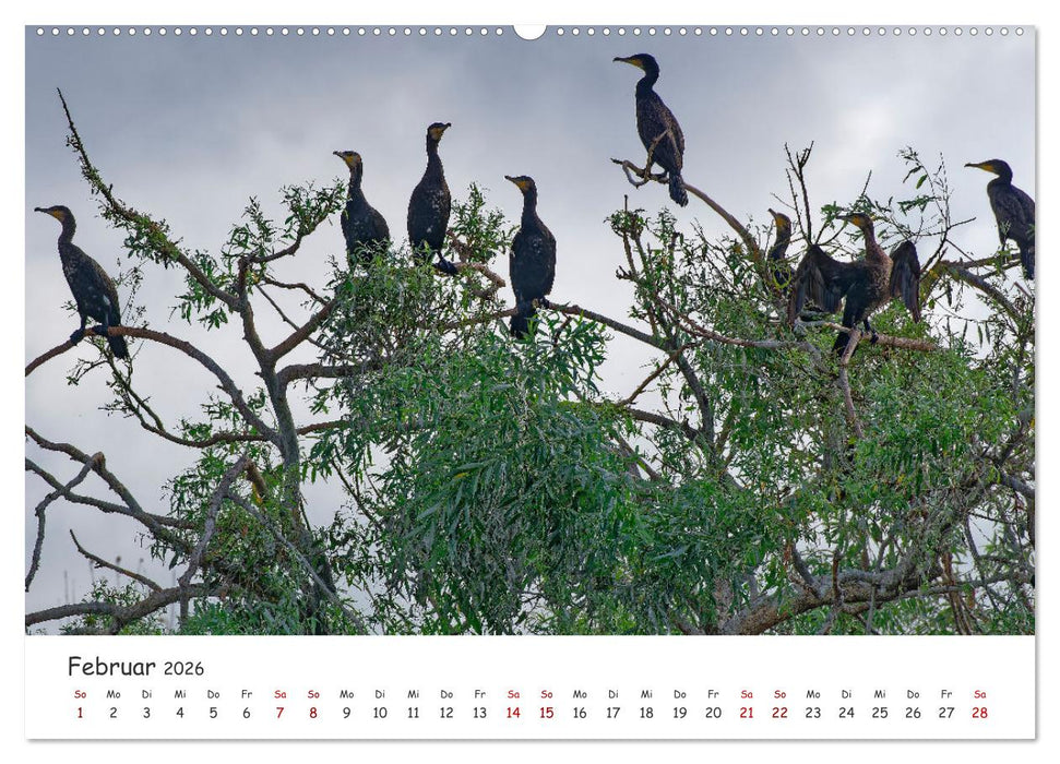 Donau-Delta (CALVENDO Wandkalender 2026)