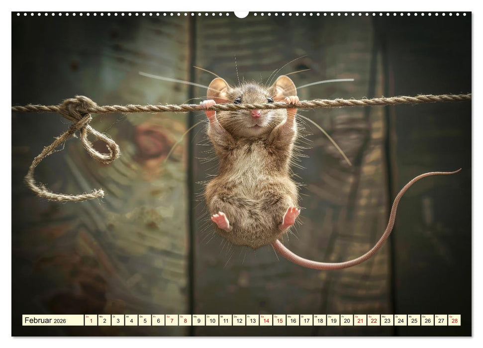 Mäuse - neugierig unterwegs (CALVENDO Premium Wandkalender 2026)