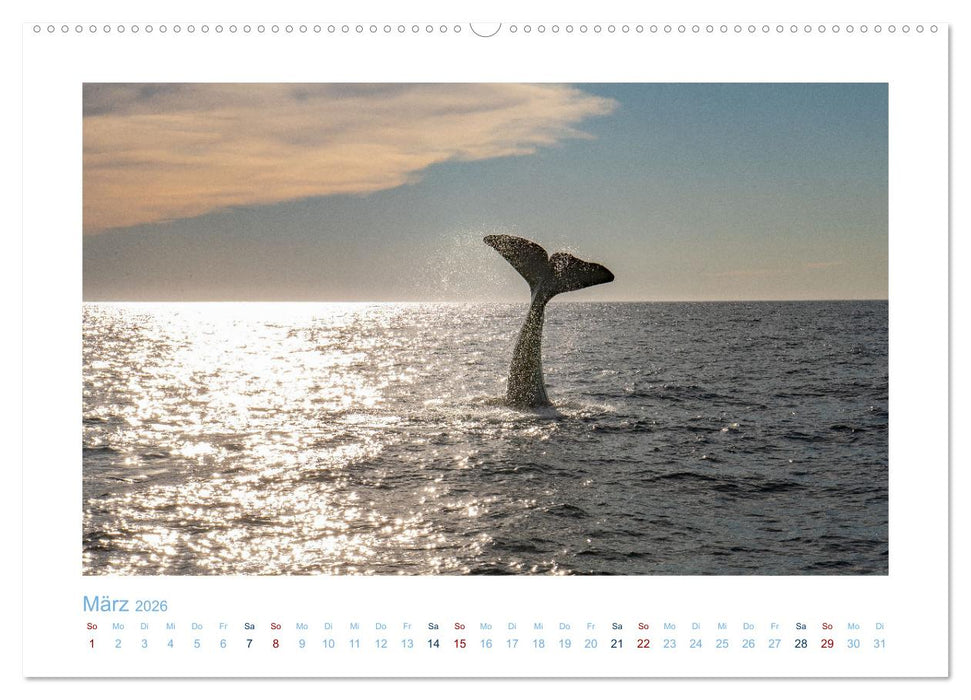 Die Wale von Andenes (CALVENDO Premium Wandkalender 2026)