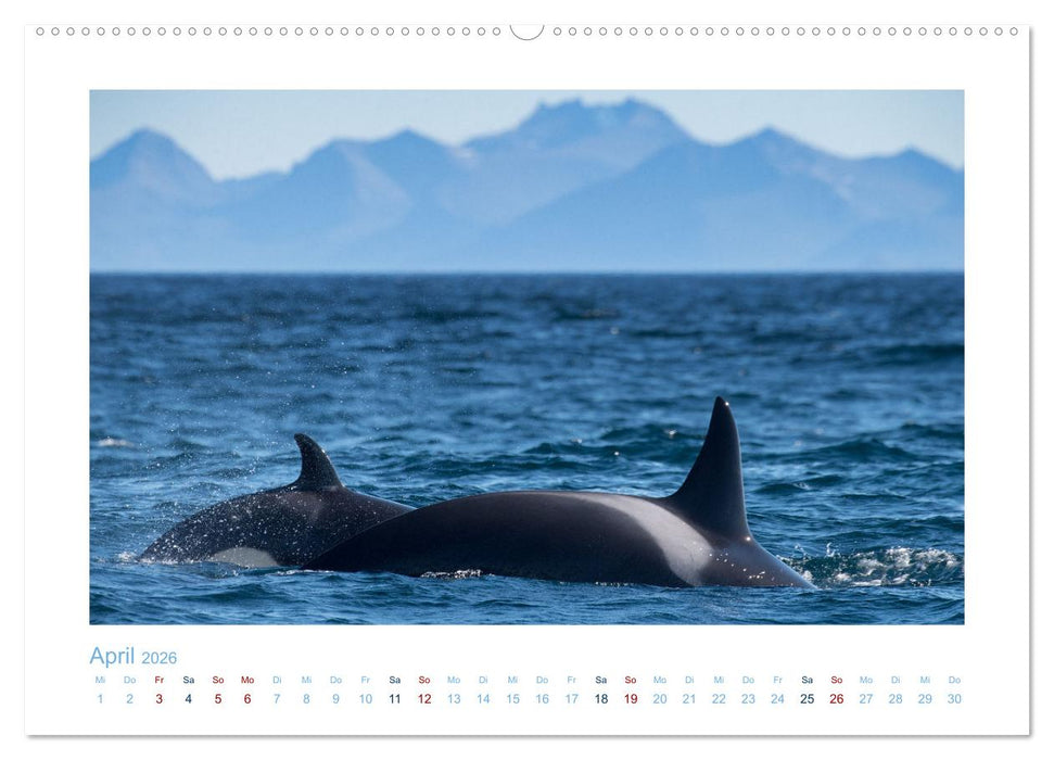 Die Wale von Andenes (CALVENDO Premium Wandkalender 2026)