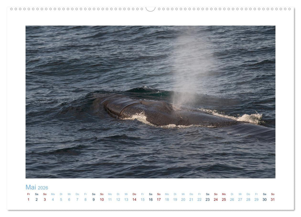 Die Wale von Andenes (CALVENDO Premium Wandkalender 2026)