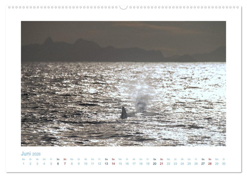 Die Wale von Andenes (CALVENDO Premium Wandkalender 2026)