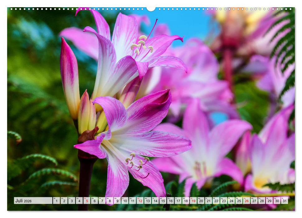 Ein Tag auf Madeira (CALVENDO Premium Wandkalender 2026)