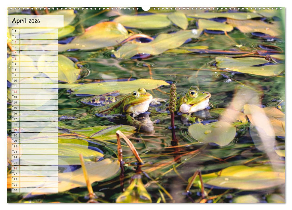 Teichfrösche (CALVENDO Premium Wandkalender 2026)