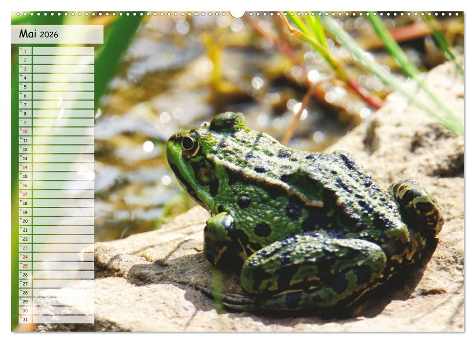 Teichfrösche (CALVENDO Premium Wandkalender 2026)