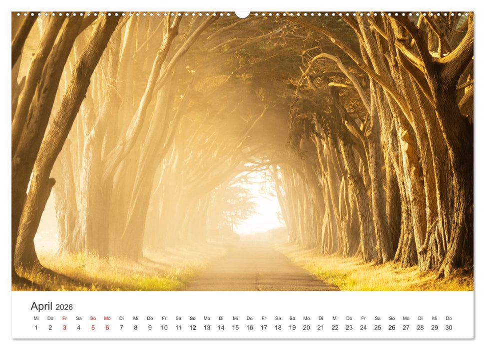 Lichtmomente - Fotografien, die in einem besonderen Licht erstrahlen. (CALVENDO Premium Wandkalender 2026)