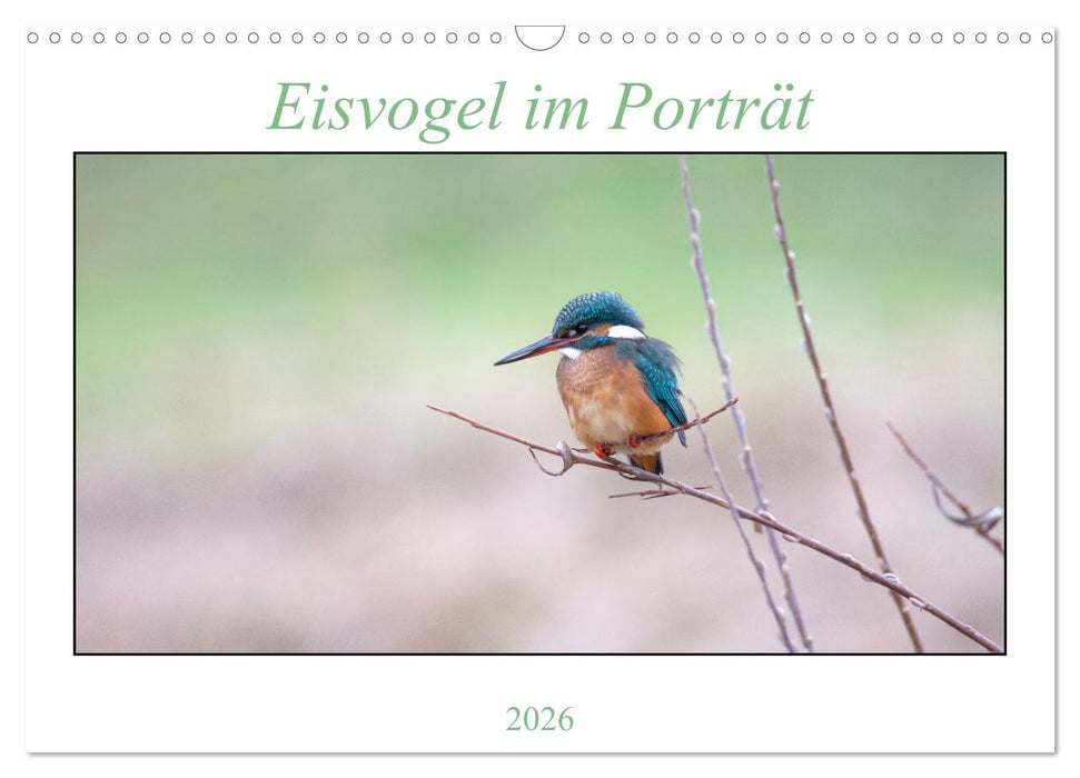 Eisvogel im Porträt (CALVENDO Wandkalender 2026)