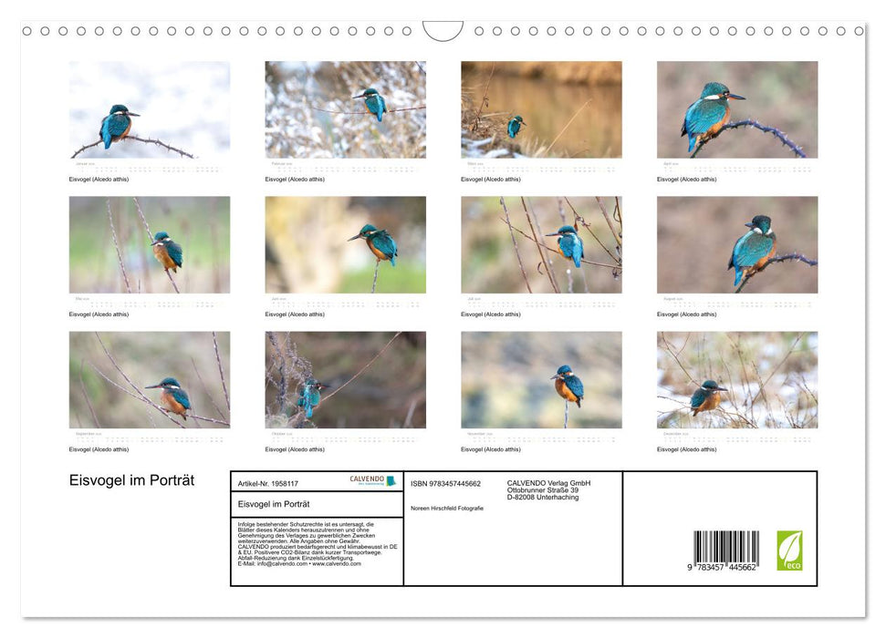 Eisvogel im Porträt (CALVENDO Wandkalender 2026)