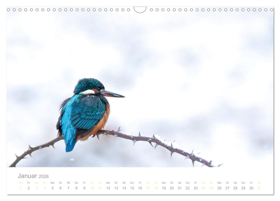 Eisvogel im Porträt (CALVENDO Wandkalender 2026)