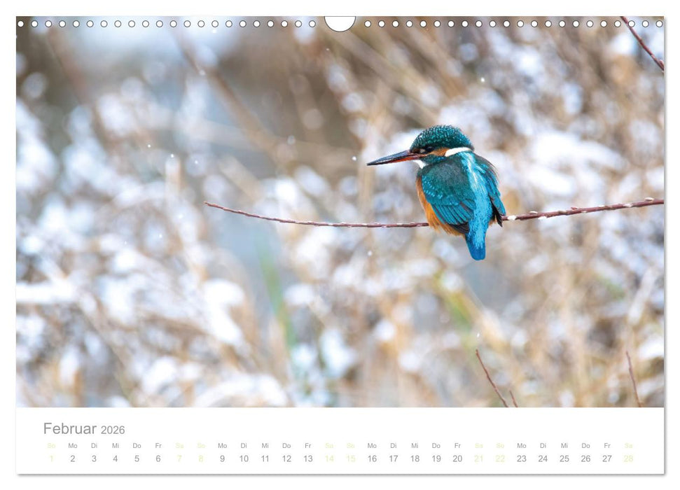 Eisvogel im Porträt (CALVENDO Wandkalender 2026)