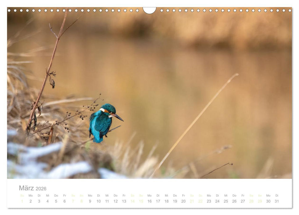 Eisvogel im Porträt (CALVENDO Wandkalender 2026)