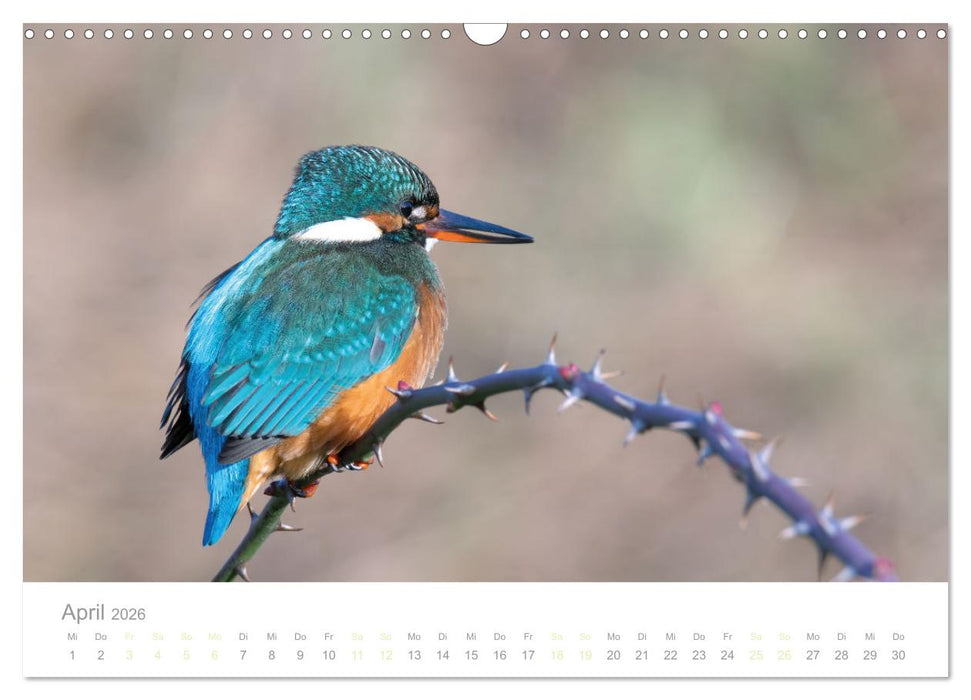 Eisvogel im Porträt (CALVENDO Wandkalender 2026)