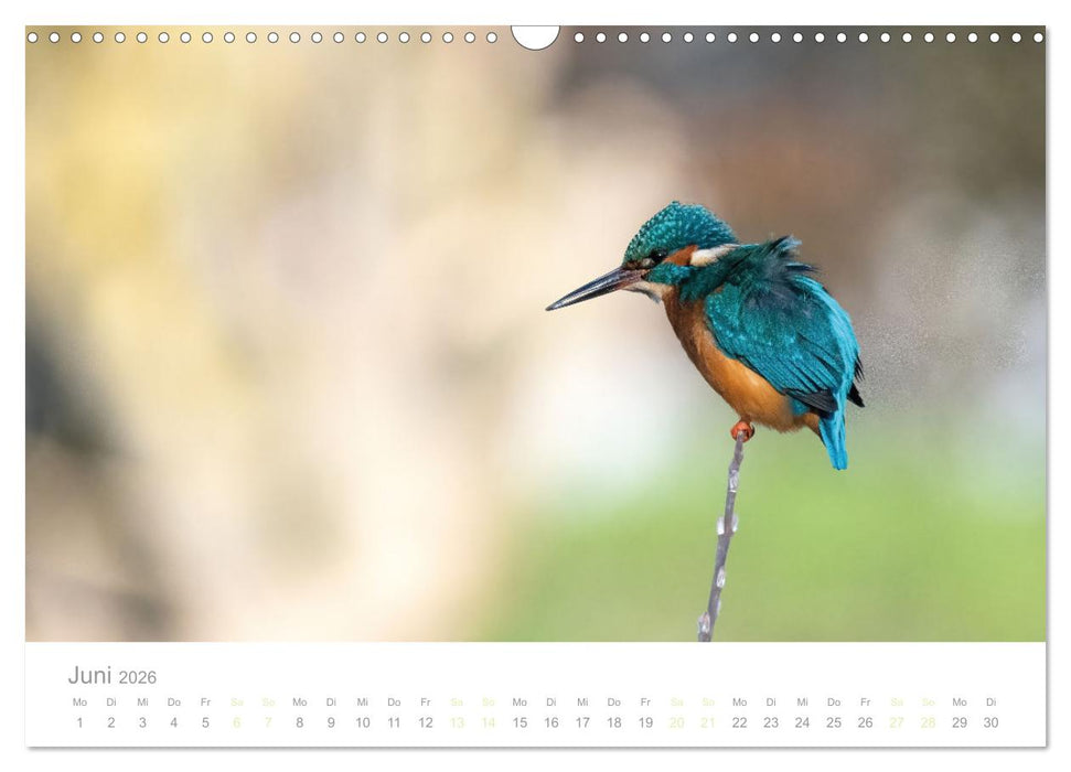 Eisvogel im Porträt (CALVENDO Wandkalender 2026)