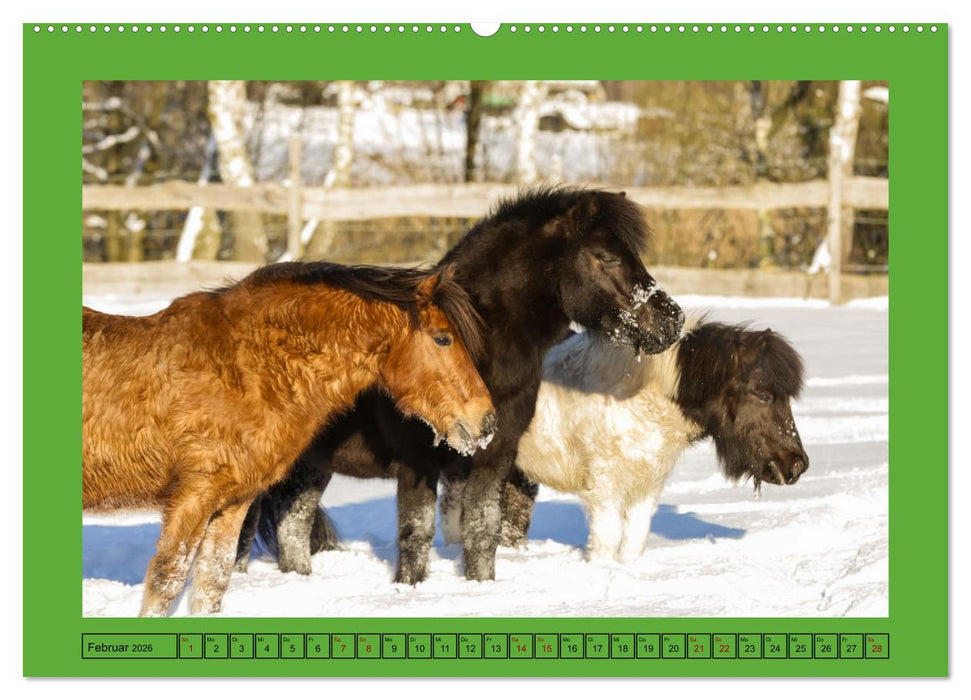 Pferde, das größte Glück auf dieser Erde (CALVENDO Premium Wandkalender 2026)