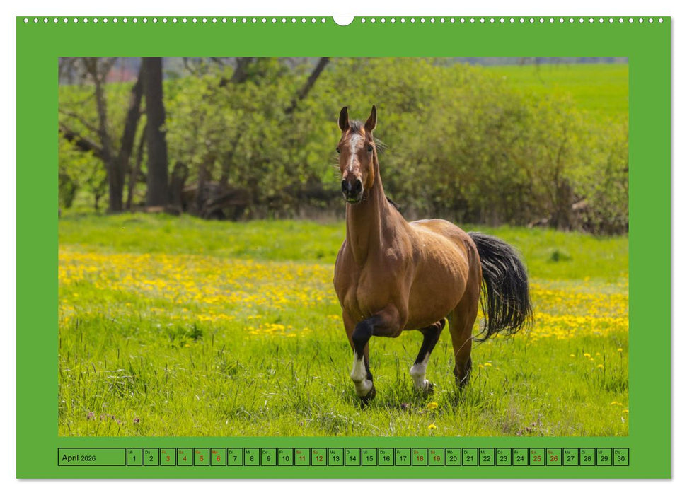 Pferde, das größte Glück auf dieser Erde (CALVENDO Premium Wandkalender 2026)