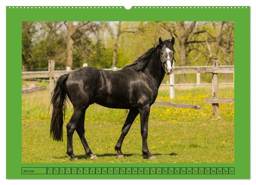 Pferde, das größte Glück auf dieser Erde (CALVENDO Premium Wandkalender 2026)