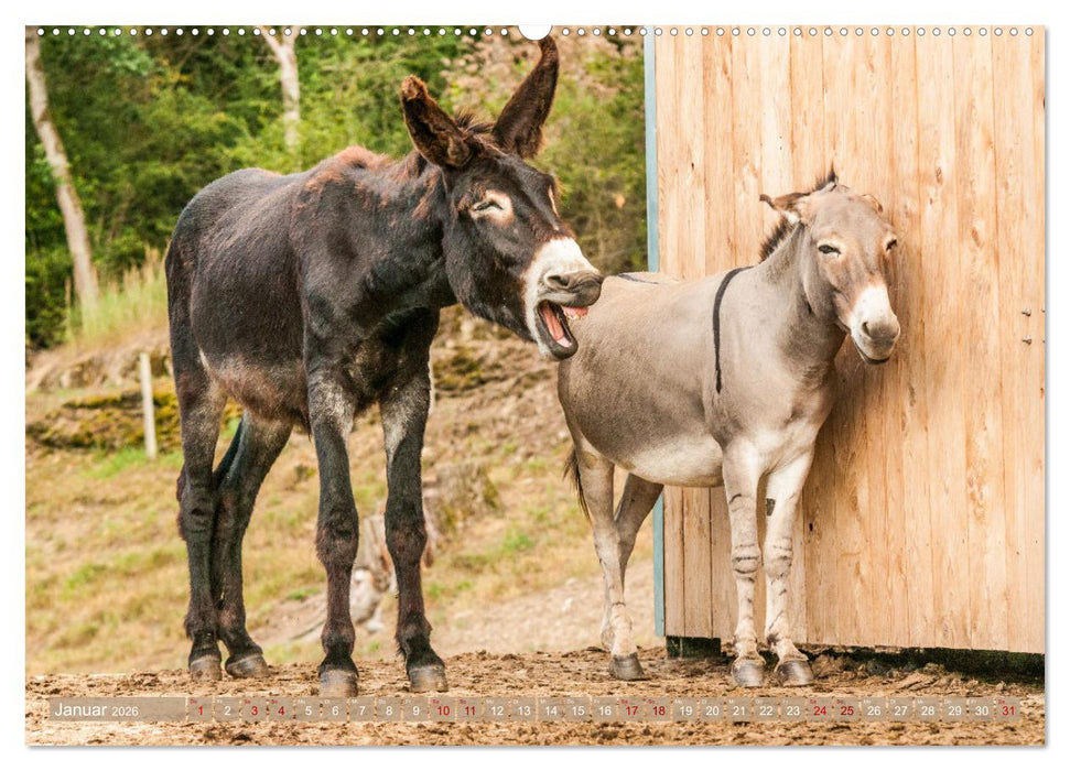 Esel Lebensfreude - Spaß mit Langohren (CALVENDO Premium Wandkalender 2026)