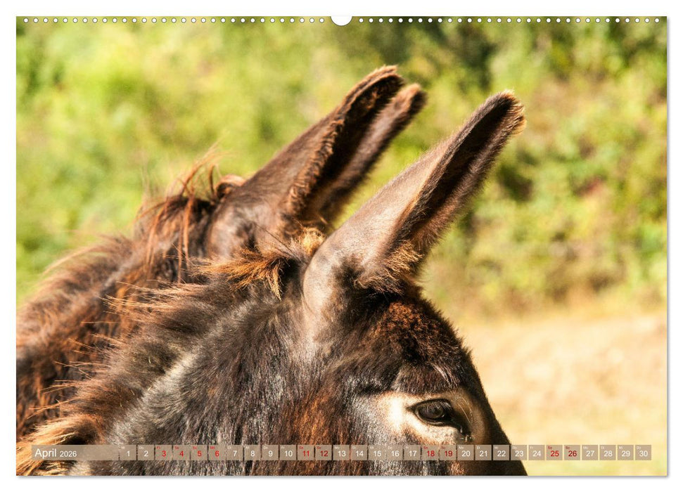 Esel Lebensfreude - Spaß mit Langohren (CALVENDO Premium Wandkalender 2026)