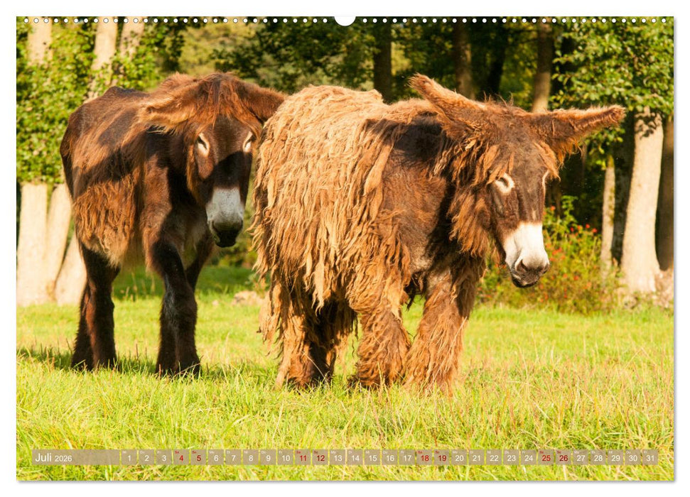 Esel Lebensfreude - Spaß mit Langohren (CALVENDO Premium Wandkalender 2026)