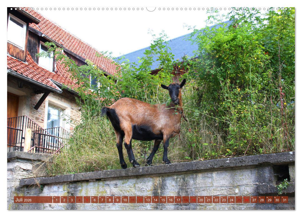 Ilsenburg mit seinem Kloster und Impressionen von Kloster Drübeck (CALVENDO Premium Wandkalender 2026)