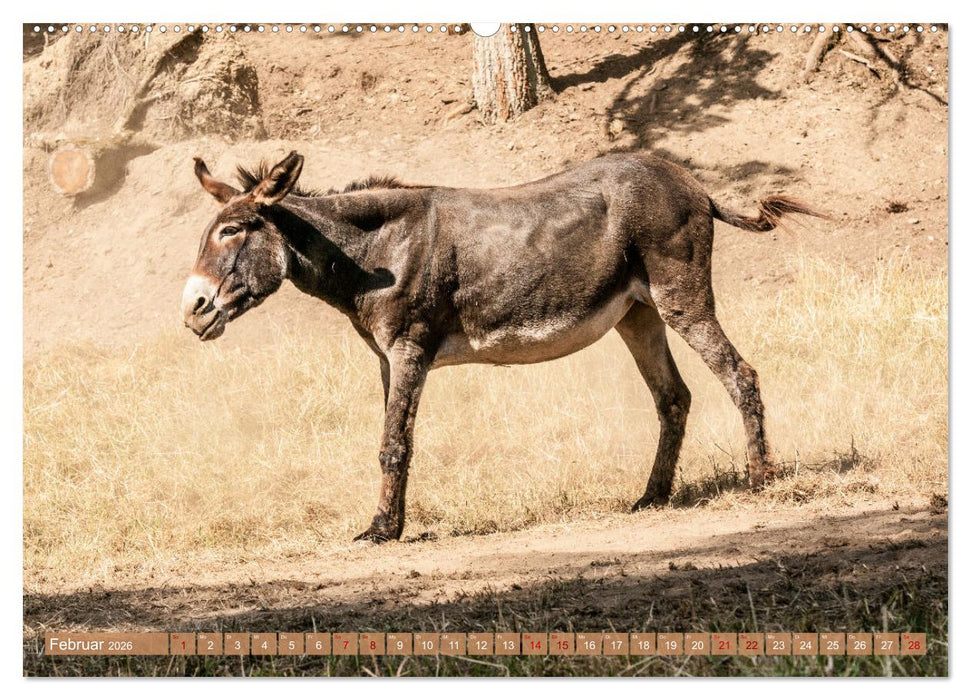 Esel der Welt - Lieblings Langohren (CALVENDO Premium Wandkalender 2026)