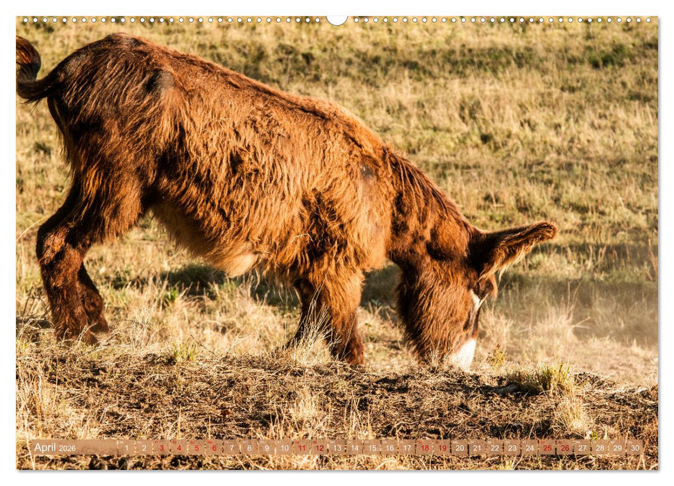 Esel der Welt - Lieblings Langohren (CALVENDO Premium Wandkalender 2026)