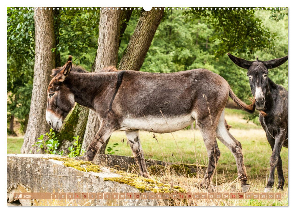 Esel der Welt - Lieblings Langohren (CALVENDO Premium Wandkalender 2026)