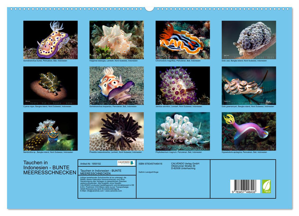 Tauchen in Indonesien - BUNTE MEERESSCHNECKEN (CALVENDO Premium Wandkalender 2026)