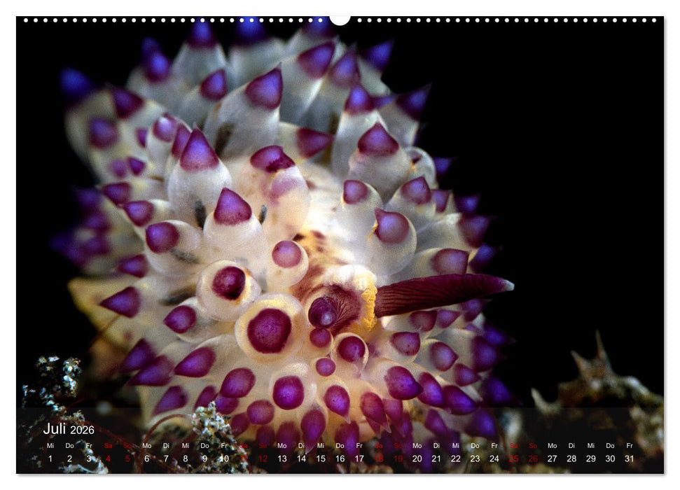 Tauchen in Indonesien - BUNTE MEERESSCHNECKEN (CALVENDO Premium Wandkalender 2026)