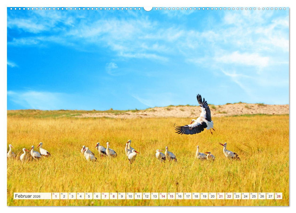 Urlaub in Nordfriesland (CALVENDO Premium Wandkalender 2026)