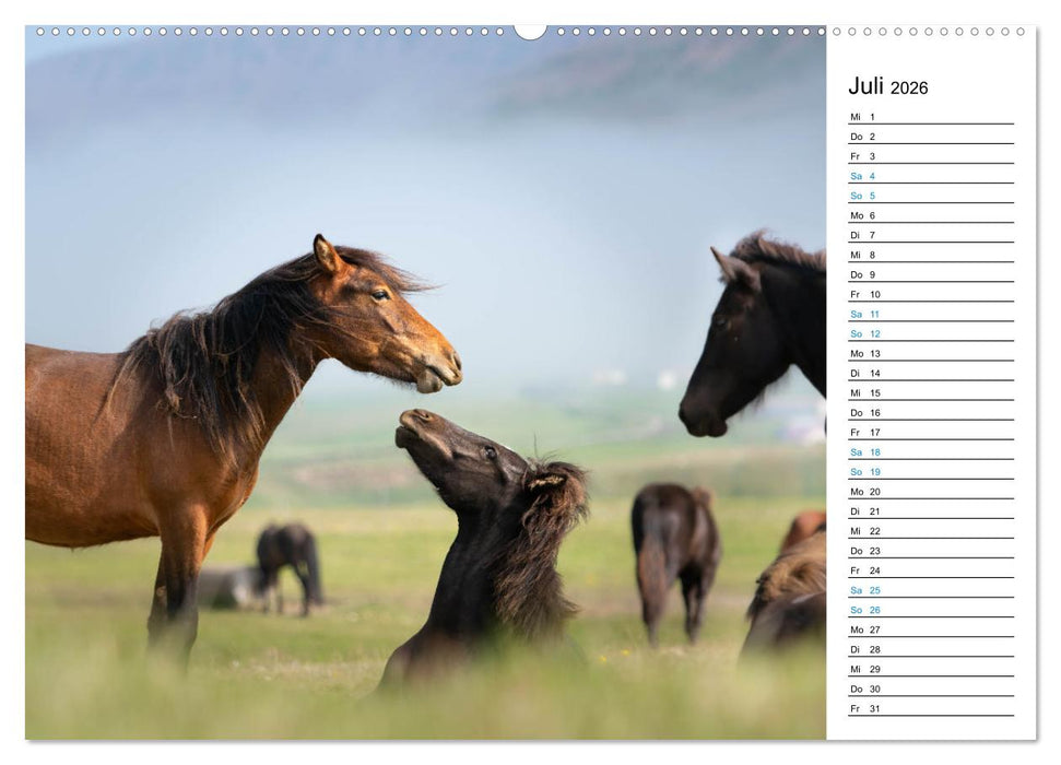 Islandpferde Kalender - Pferde von der Insel aus Feuer und Eis (CALVENDO Premium Wandkalender 2026)