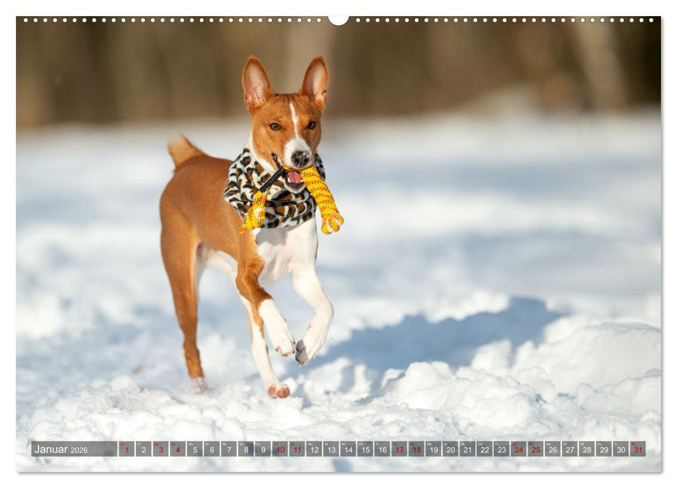 Coole Basenjis (CALVENDO Premium Wandkalender 2026)