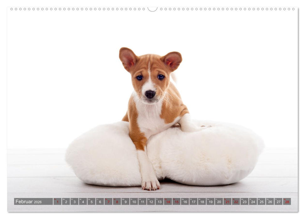 Coole Basenjis (CALVENDO Premium Wandkalender 2026)
