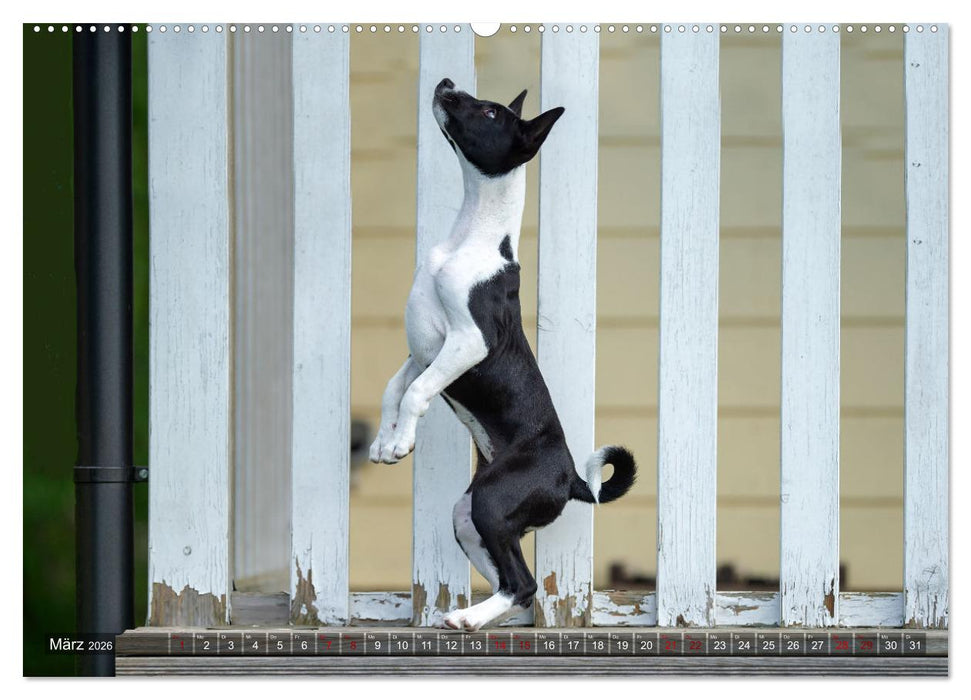 Coole Basenjis (CALVENDO Premium Wandkalender 2026)