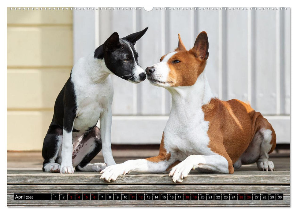 Coole Basenjis (CALVENDO Premium Wandkalender 2026)