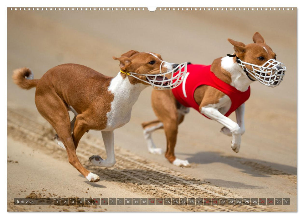 Coole Basenjis (CALVENDO Premium Wandkalender 2026)