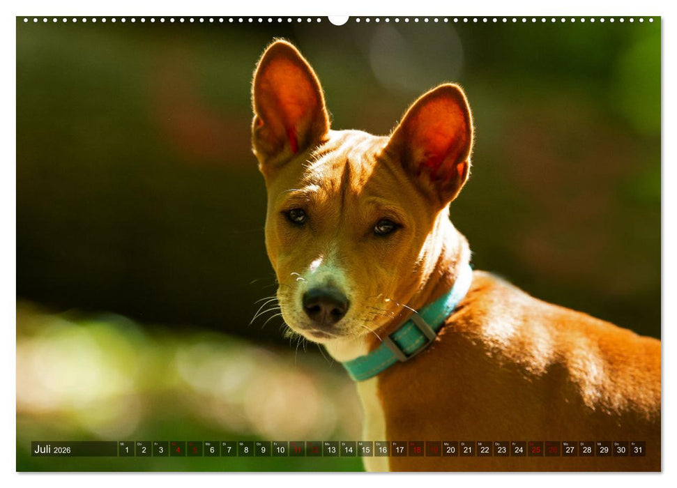 Coole Basenjis (CALVENDO Premium Wandkalender 2026)