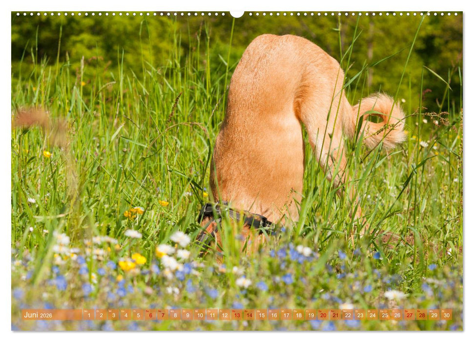 Witziger Windhund - Portugiesischer Galgo (CALVENDO Premium Wandkalender 2026)