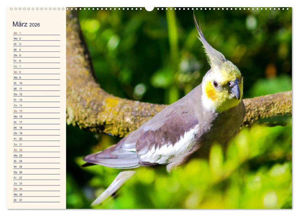 Bezaubernde Schreihälse. Wellen- und Nymphensittiche (CALVENDO Premium Wandkalender 2026)