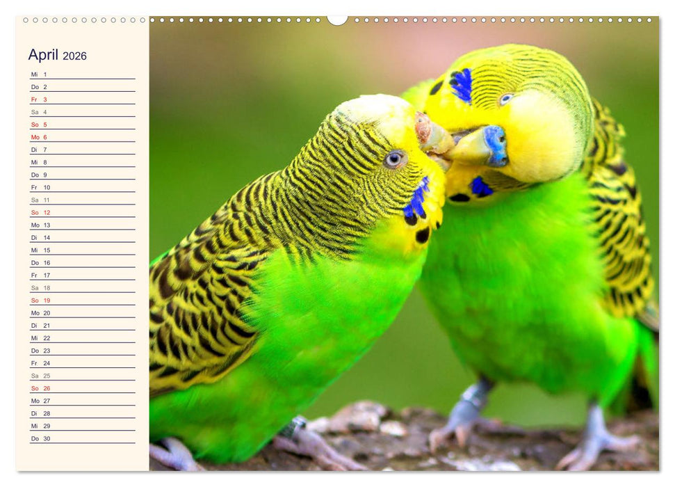 Bezaubernde Schreihälse. Wellen- und Nymphensittiche (CALVENDO Premium Wandkalender 2026)