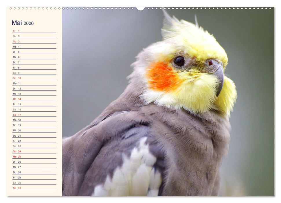 Bezaubernde Schreihälse. Wellen- und Nymphensittiche (CALVENDO Premium Wandkalender 2026)